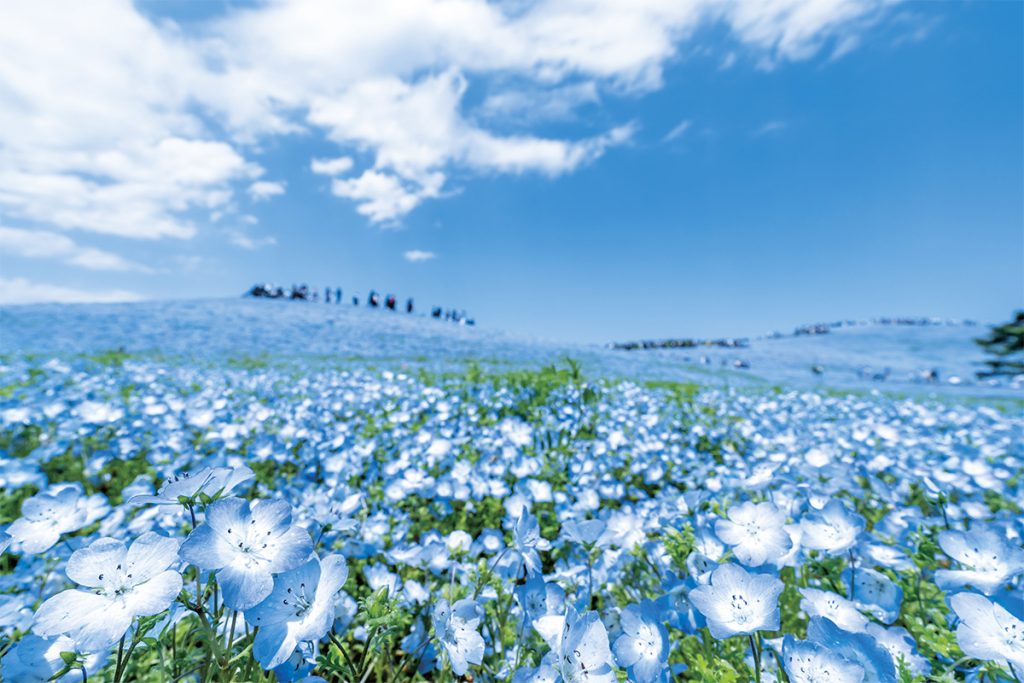 国営ひたち海浜公園（常陸那珂）