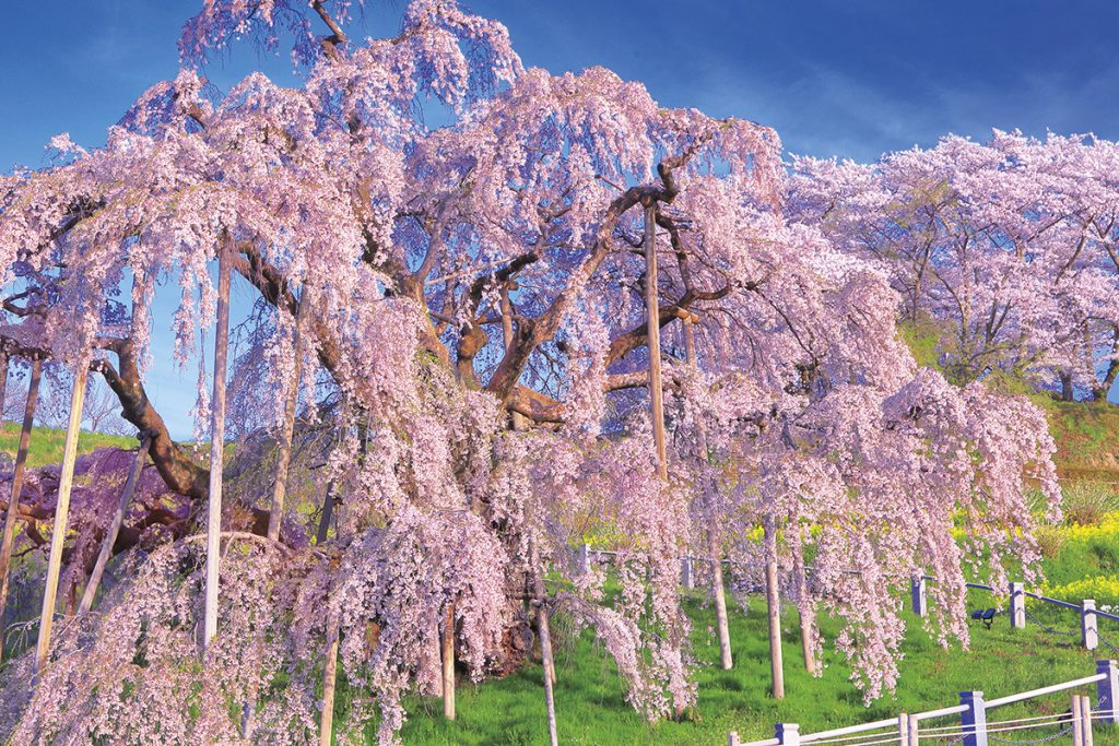 三春滝桜（小名浜）